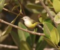 /album/photogallery/green-backed-eromomela-jpg/